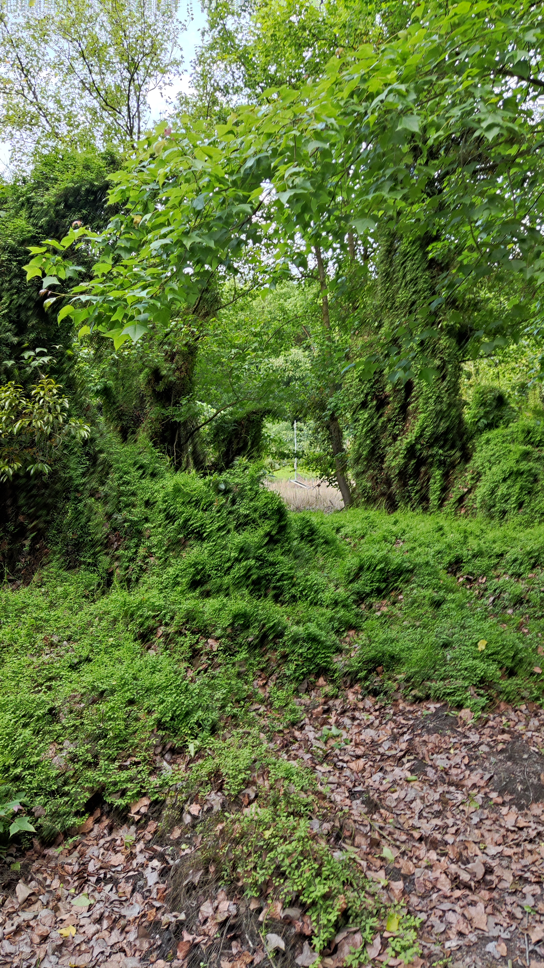 密林中的光伏电站